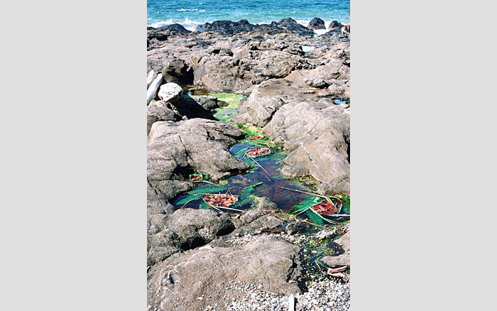 Haida Gwaii | Tow Hill, 1997